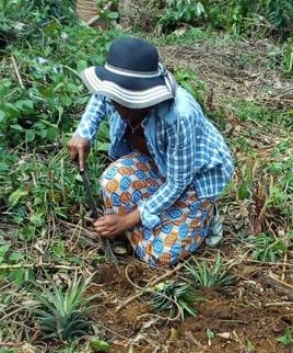 Fiche Technique : Culture du Cacao – Cacaoculture – Terre de culture