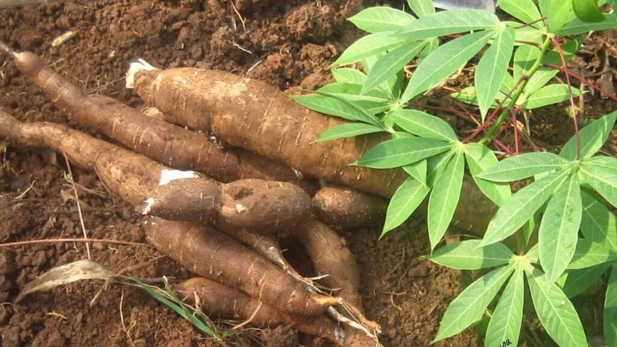 Tubercule de manioc