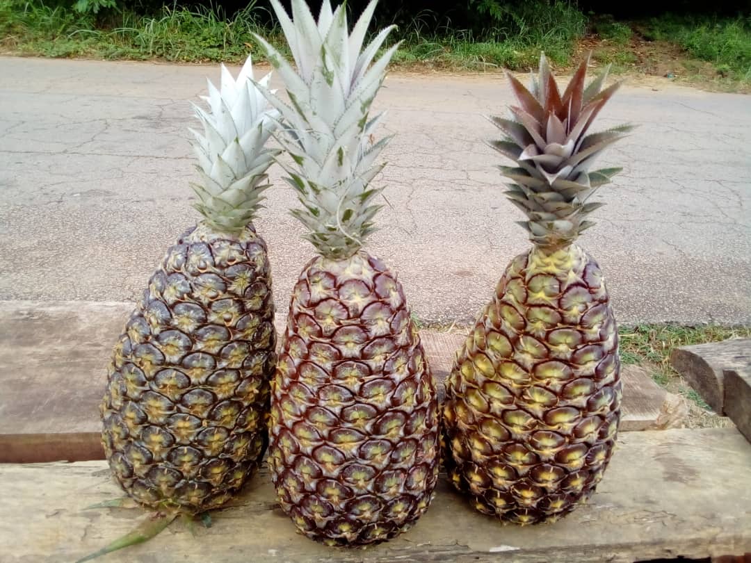 Ananas de Mitzic