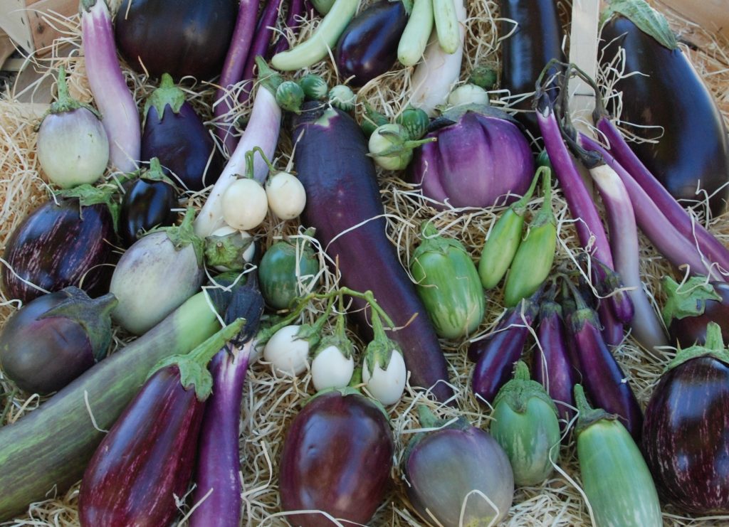 Variétés d'Aubergine