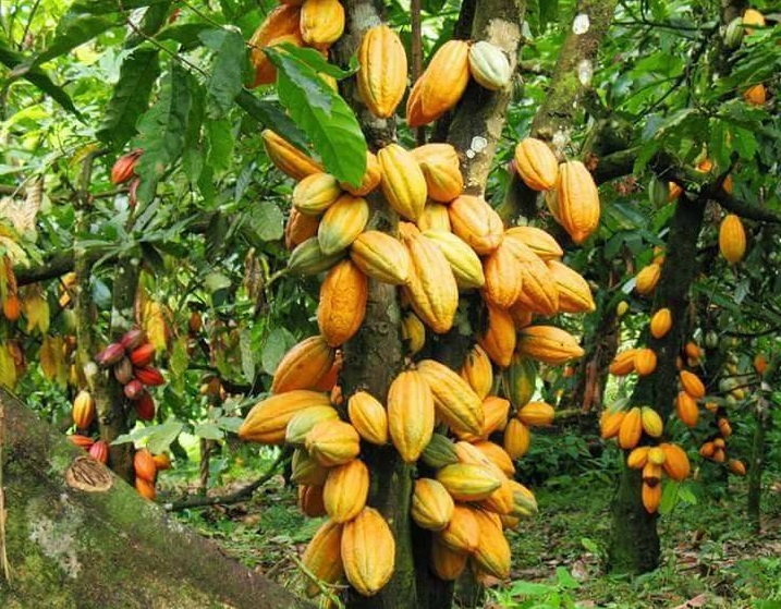 Culture du cacao au Cameroun