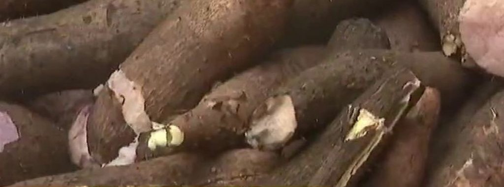 Igname – Terre de culture