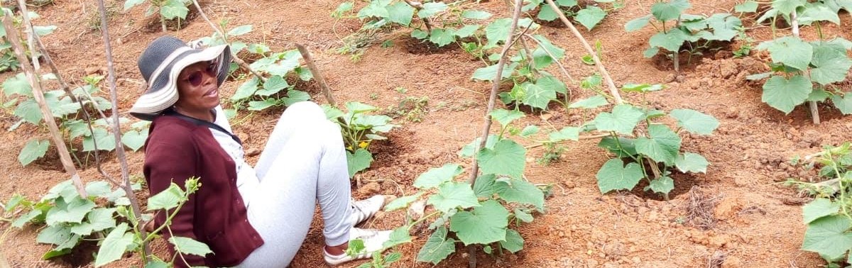 Plantation d'Aubergine à Kango