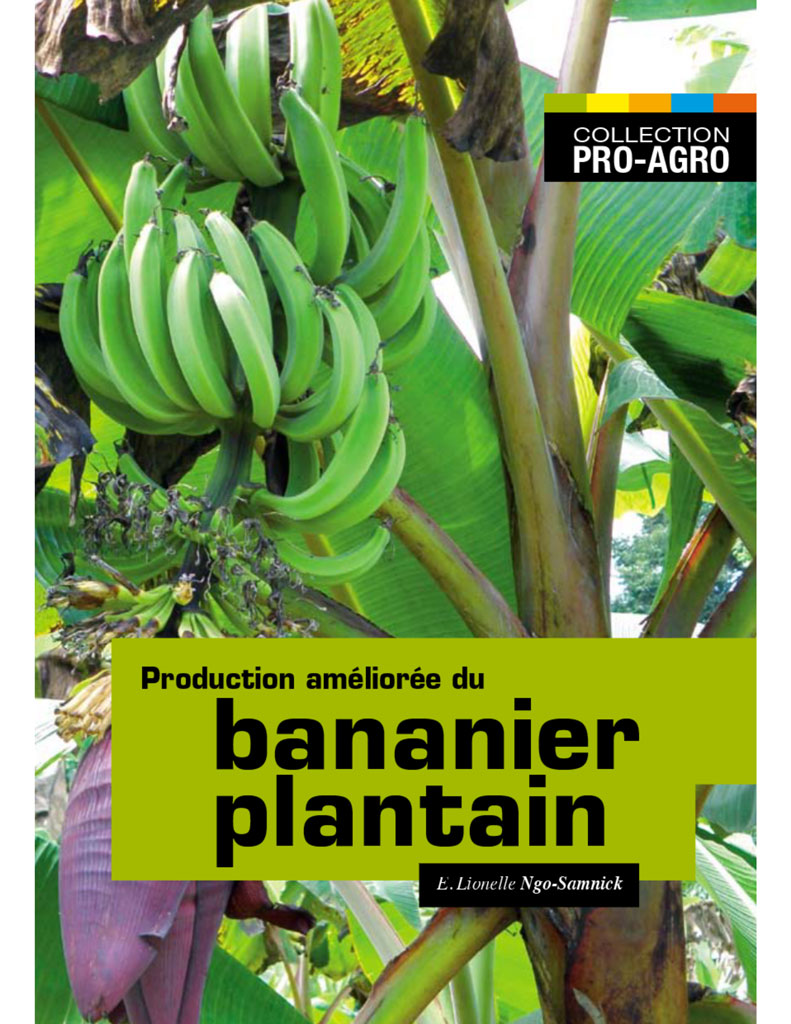 Production améliorée du bananier plantain