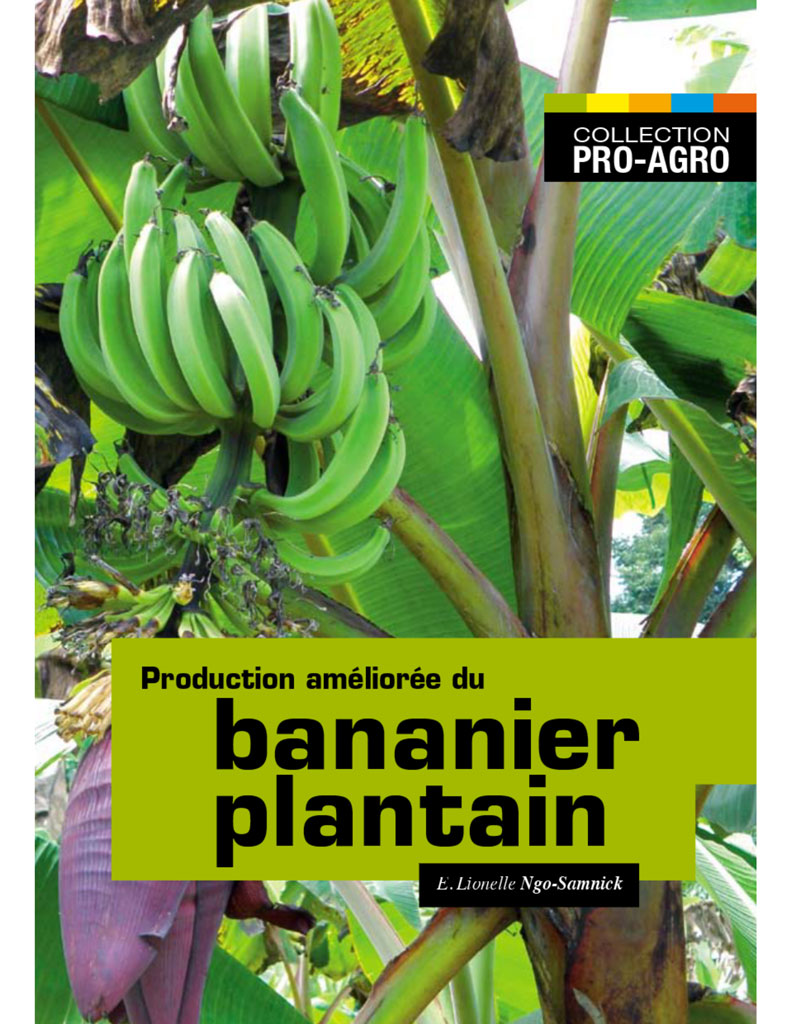 production-amelioree-du-bananier-plantain