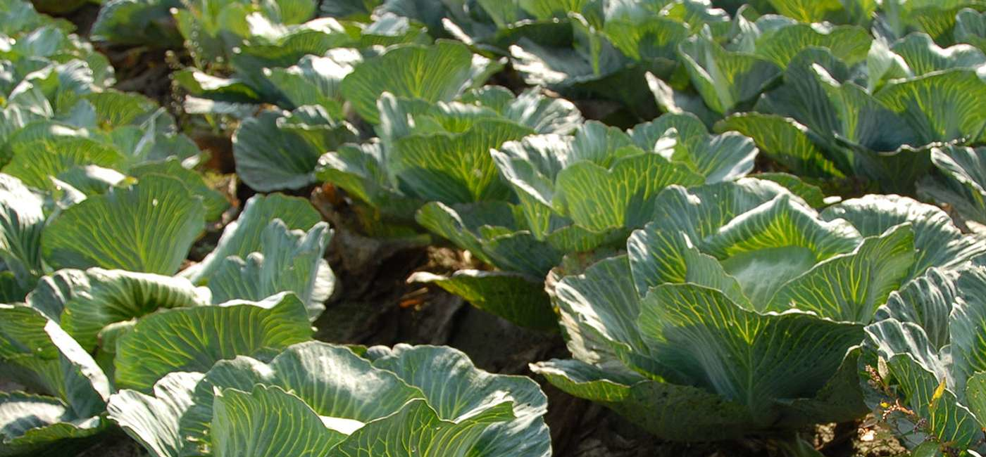 Plantation de chou pommé