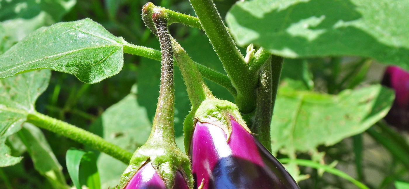 Aubergine Terre De Culture Aubergine Terre De Culture