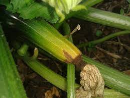 courgette en fructification - coulure du fruit