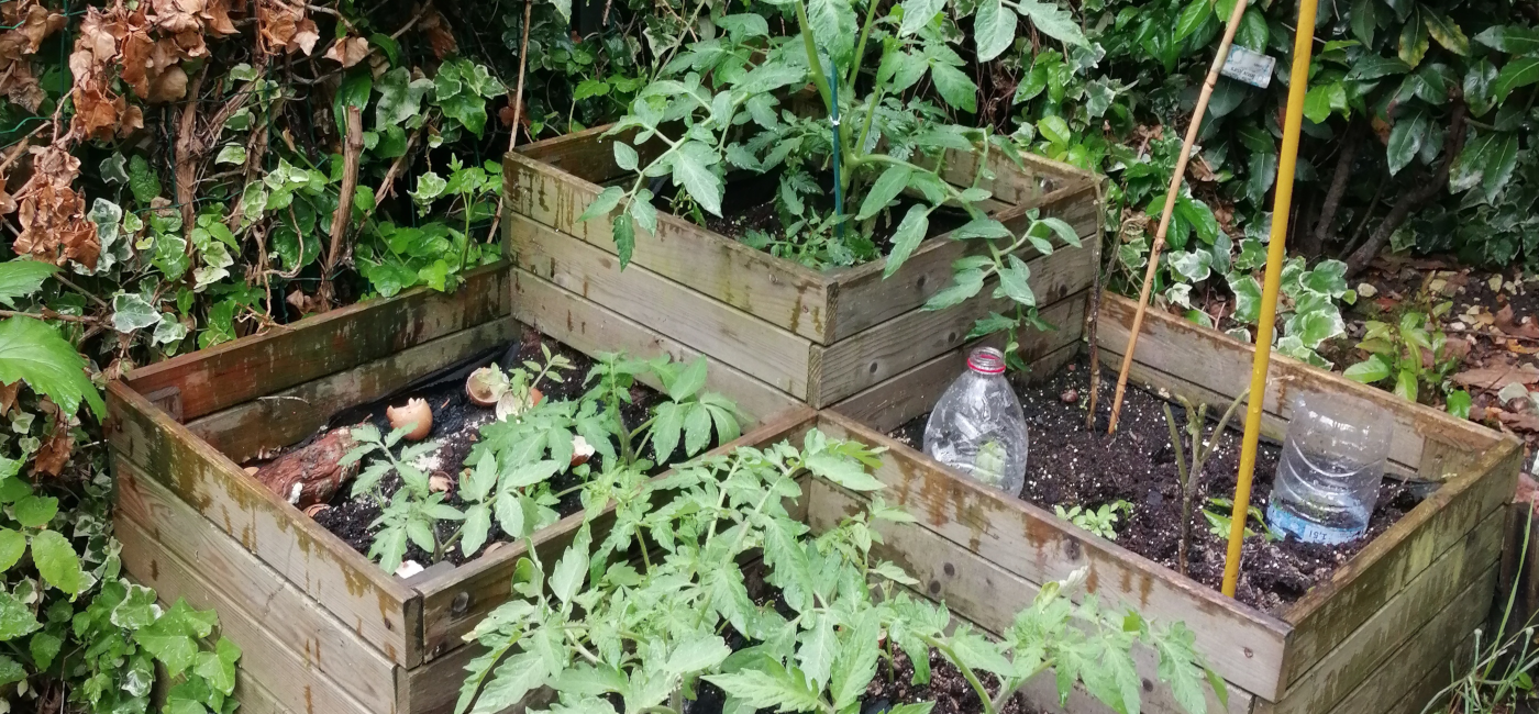 Potager semi-ensoleillé