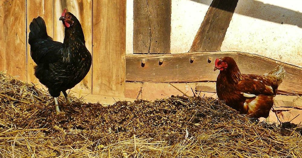 Les fientes de poules pour enrichir son potager