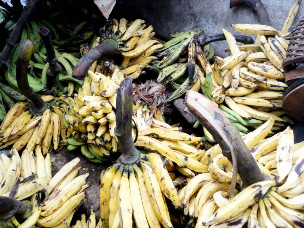 Des bananes cultivées… dans les Pyrénées-Orientales