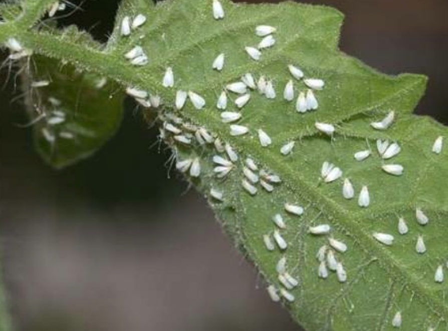 Aleurodes (mouches blanches) : Sur gombo, amarante et piment
