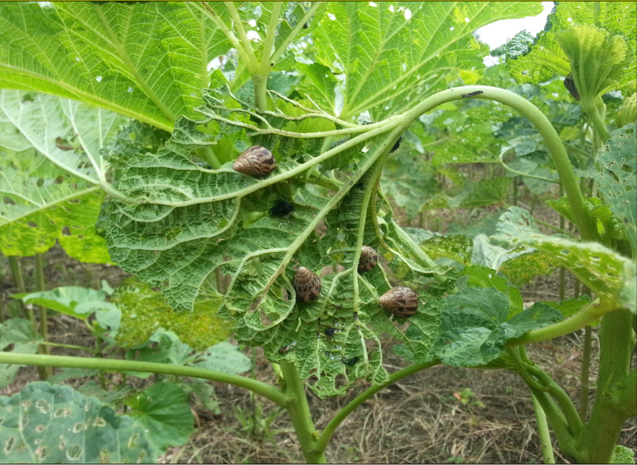 Escargots : Sur gombo, chou, amarante et papayers en pépinière