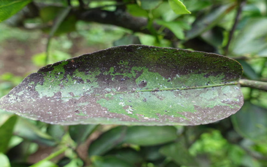 Fumagine : Sur manguier, agrumes, plantes d’ornement