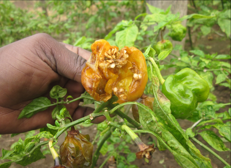 Mouche des fruits Sur piment et corossolier