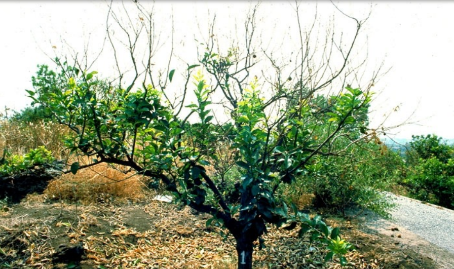 Pourridié : Sur fruitier