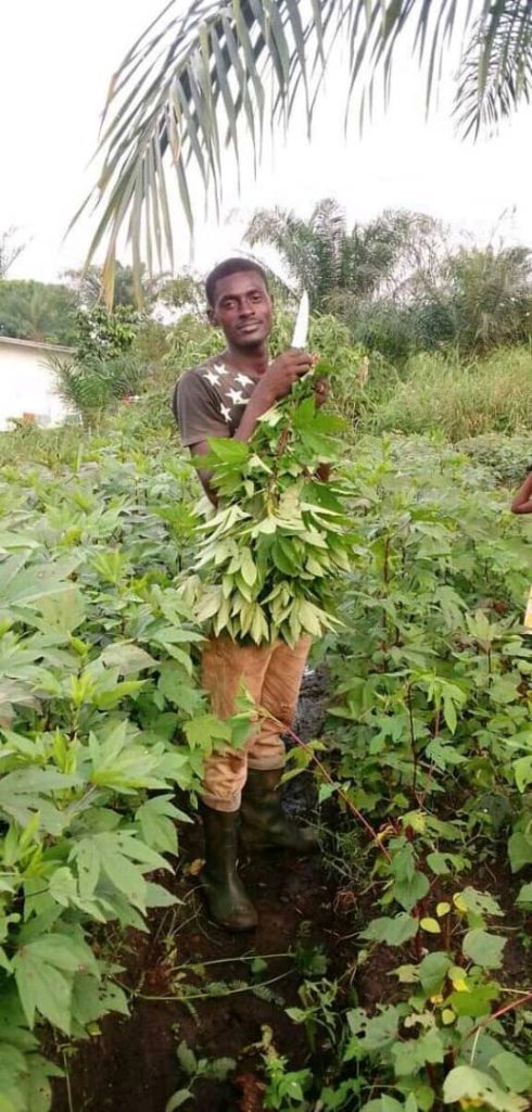 Potager d'oseille avec Djeffray à Libreville