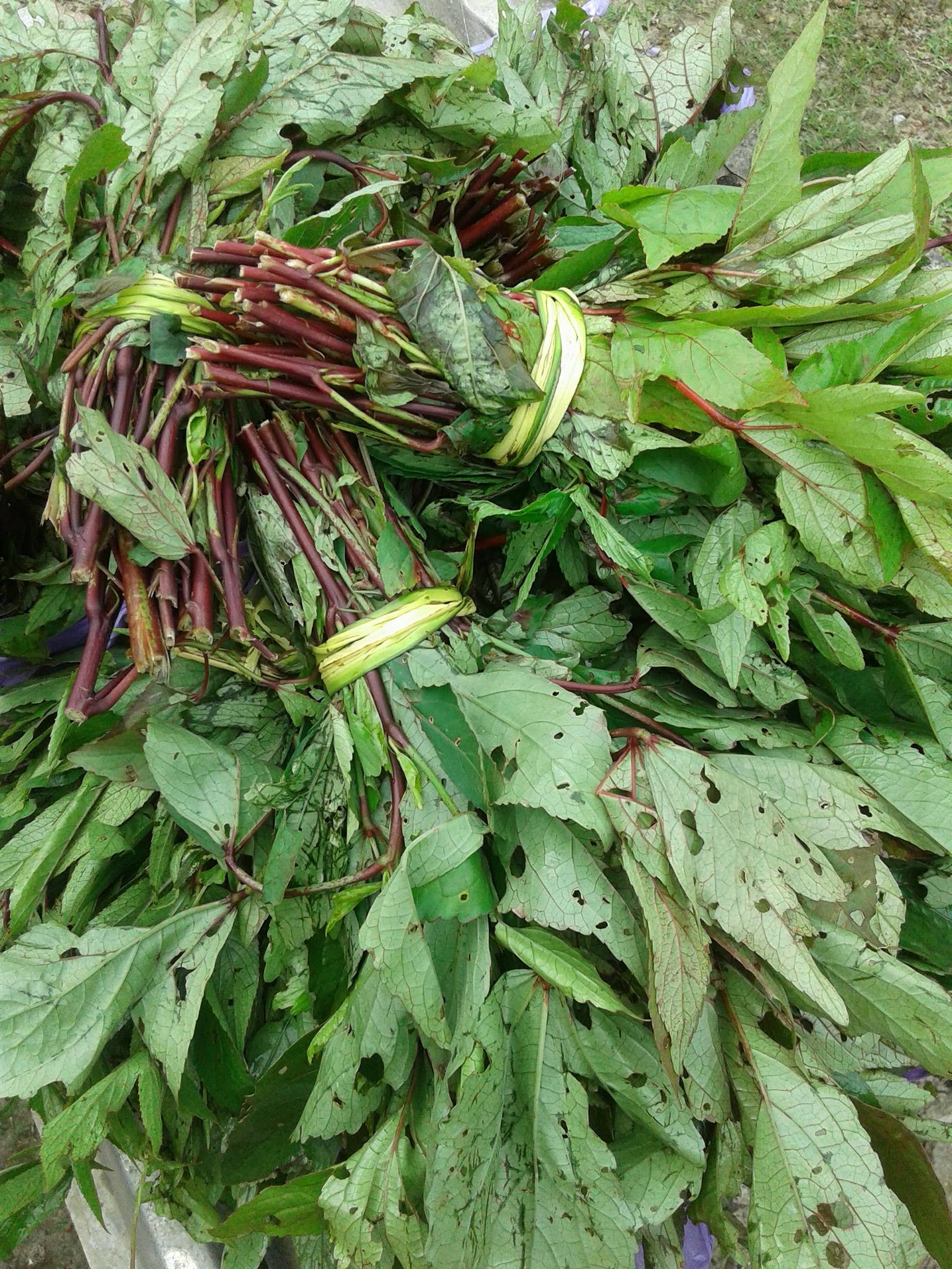 L oseille Terre De Culture L oseille Terre De Culture